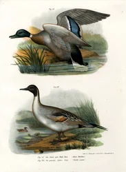 Canard colvert, 1864